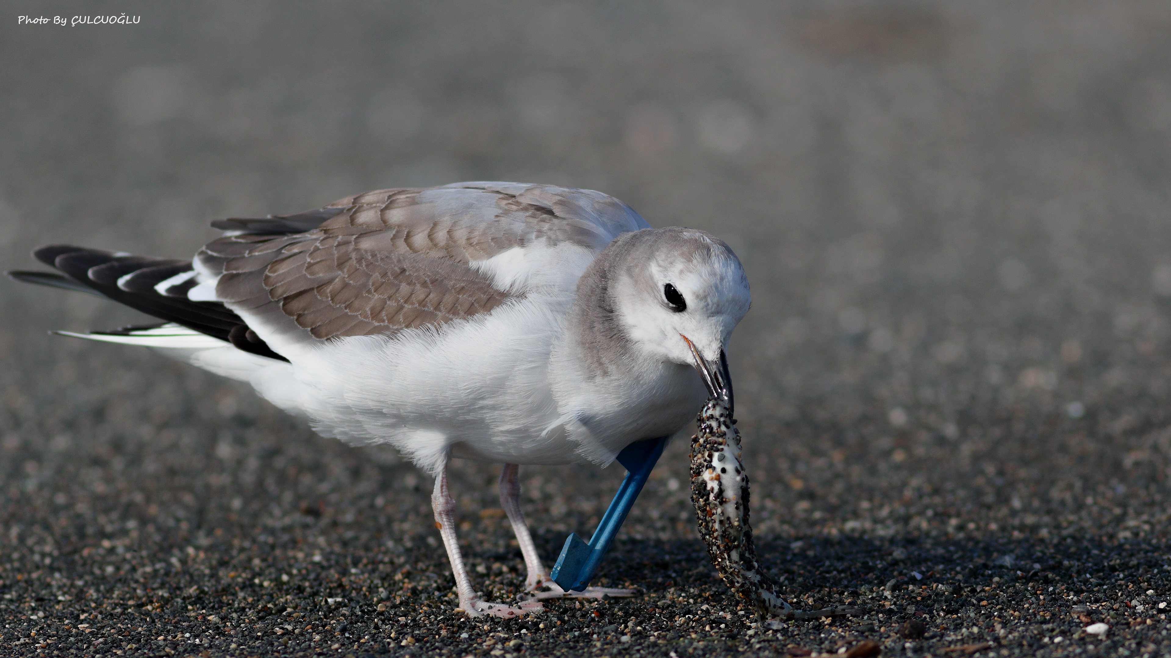 Sabine's Gull